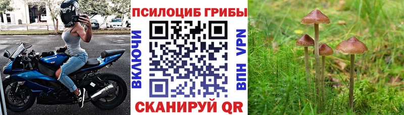 Купить закладки  Баймак  Галлюциногенные грибы прущие грибы 
